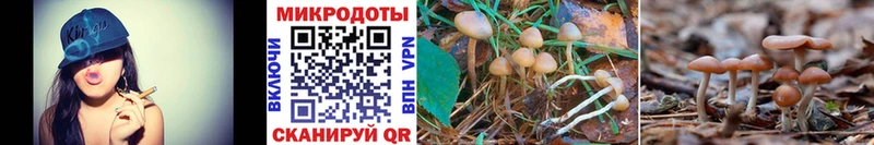 цена наркотик Владимир Псилоцибиновые грибы Cubensis